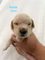 Hank, a male Golden Retriever for sale in Dexter City, OH – 1 of 1