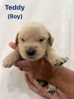 Teddy, a male Golden Retriever for sale in Dexter City, OH – 1 of 1