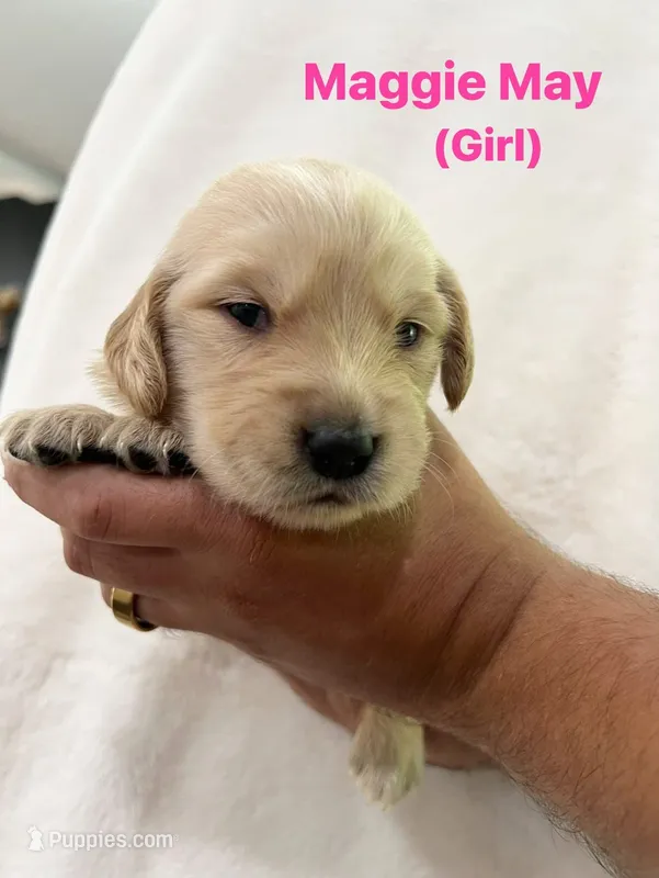 Maggie May – Golden Retriever puppy for sale in Dexter City, OH