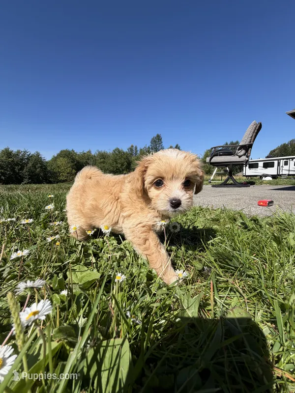 Princess Polly – Papillon, Poodle - Toy  puppy for sale in Seattle, WA
