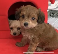 August, a female Papillon and Poodle - Toy  for sale in Seattle, WA – 1 of 6