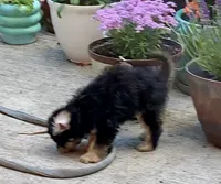 MrTuxedoMan, a male Papillon and Poodle - Toy  for sale in Seattle, WA – 3 of 4