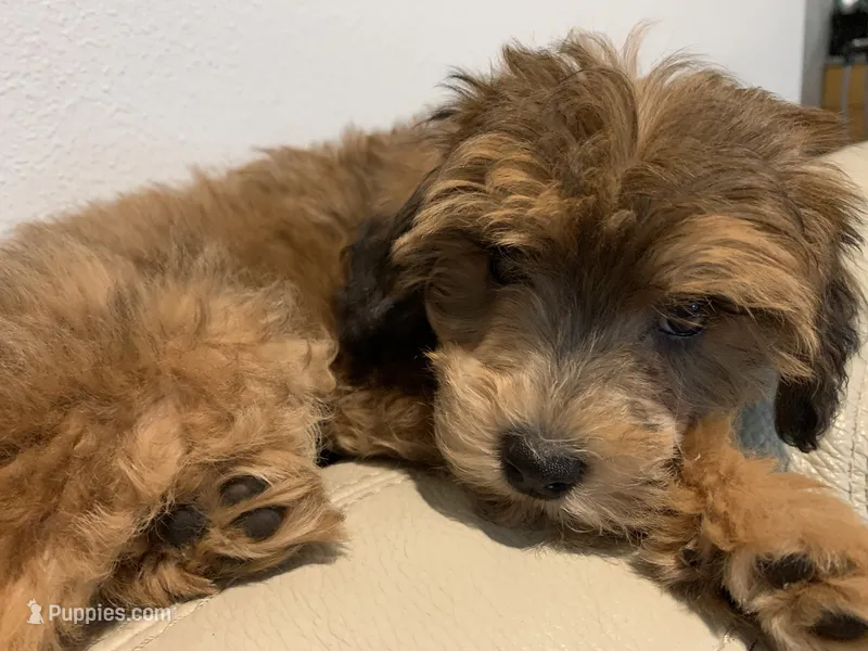 Sister   – Papillon, Poodle - Toy  puppy for sale in Seattle, WA