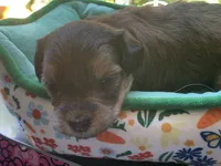 August, a female Papillon and Poodle - Toy  for sale in Seattle, WA – 4 of 6
