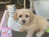 Blondie, a female Papillon and Poodle - Toy  for sale in Seattle, WA – 5 of 6