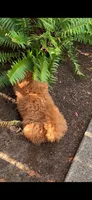 Tuffy , a female Poodle - Toy  for sale in Seattle, WA – 4 of 9