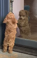 Taffy, a female Poodle - Toy  for sale in Seattle, WA – 3 of 6