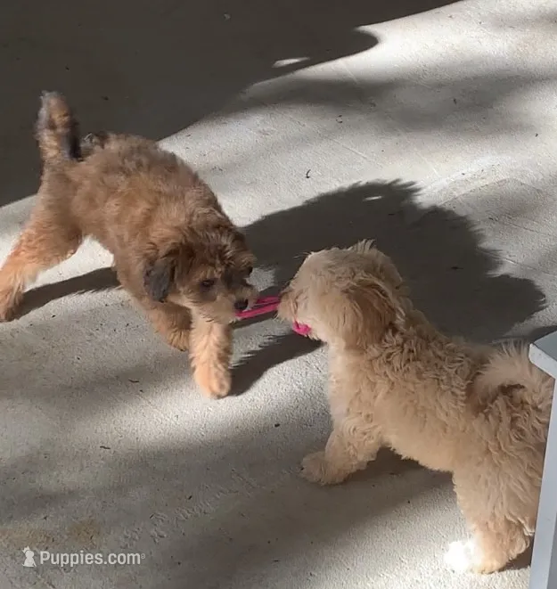 Blondie – Papillon, Poodle - Toy  puppy for sale in Seattle, WA