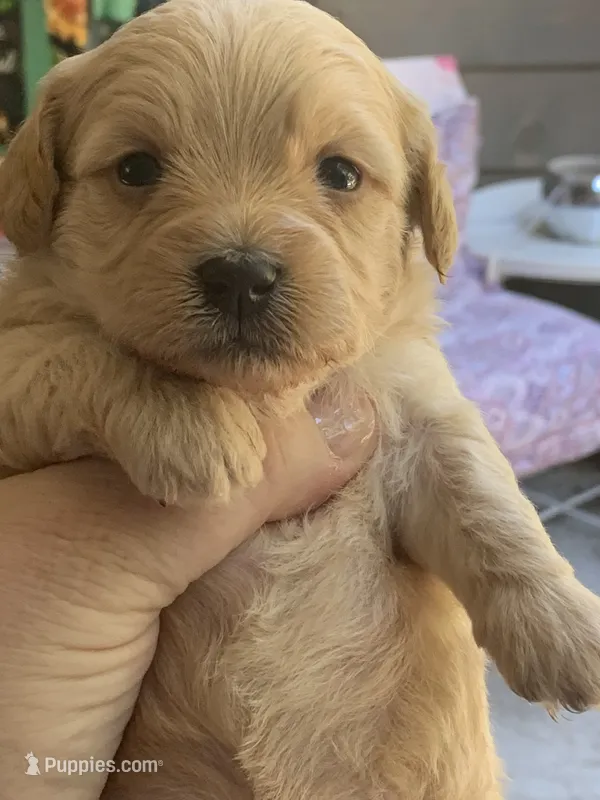 July – Poodle - Toy  puppy for sale in Seattle, WA
