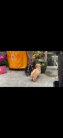 Blondie, a female Papillon and Poodle - Toy  for sale in Seattle, WA – 4 of 6