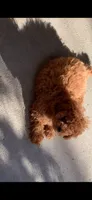 Tuffy , a female Poodle - Toy  for sale in Seattle, WA – 3 of 9