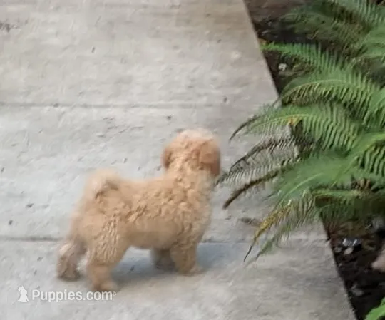 Baby Blondie – Papillon, Poodle - Toy  puppy for sale in Seattle, WA
