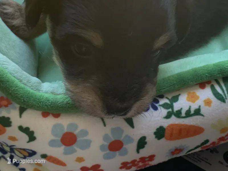 December – Papillon, Poodle - Toy  puppy for sale in Seattle, WA