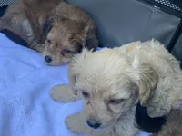July, a female Poodle - Toy  for sale in Seattle, WA – 4 of 4