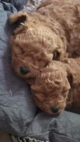 Tuffy, a female Poodle - Toy  for sale in Seattle, WA – 2 of 8