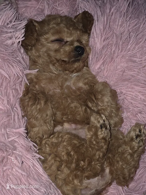 Tator  – Poodle - Toy  puppy for sale in Seattle, WA