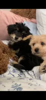 Blondie, a female Papillon and Poodle - Toy  for sale in Seattle, WA – 3 of 6