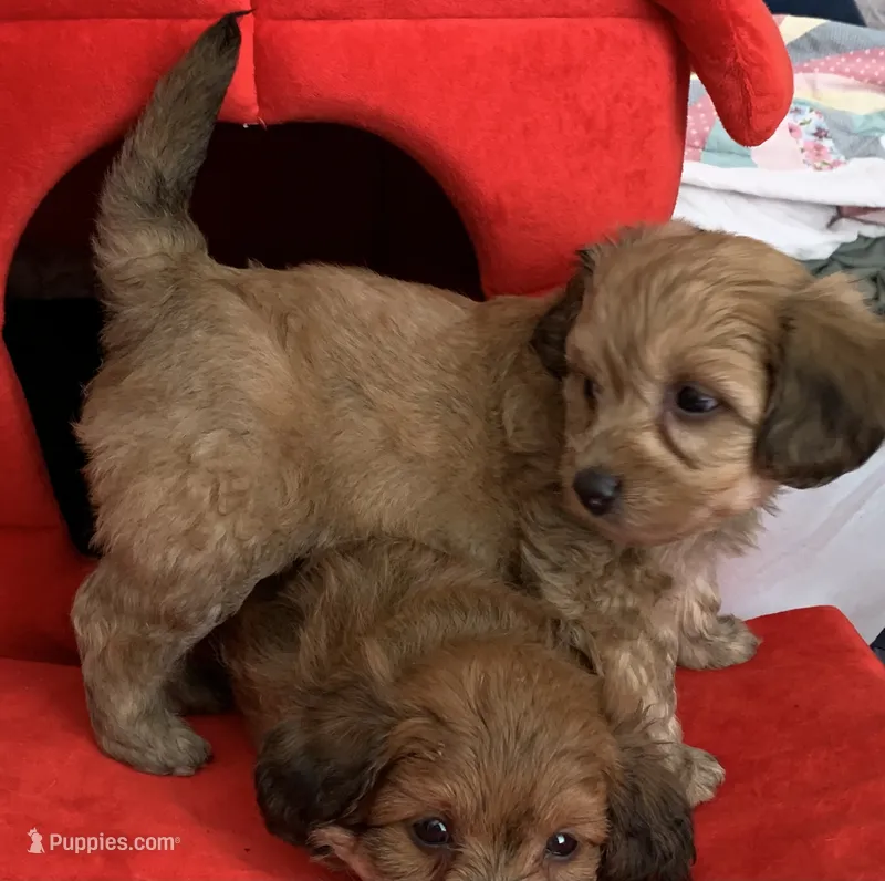November – Poodle - Toy  puppy for sale in Seattle, WA