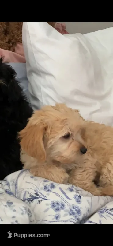 Blondie – Papillon, Poodle - Toy  puppy for sale in Seattle, WA