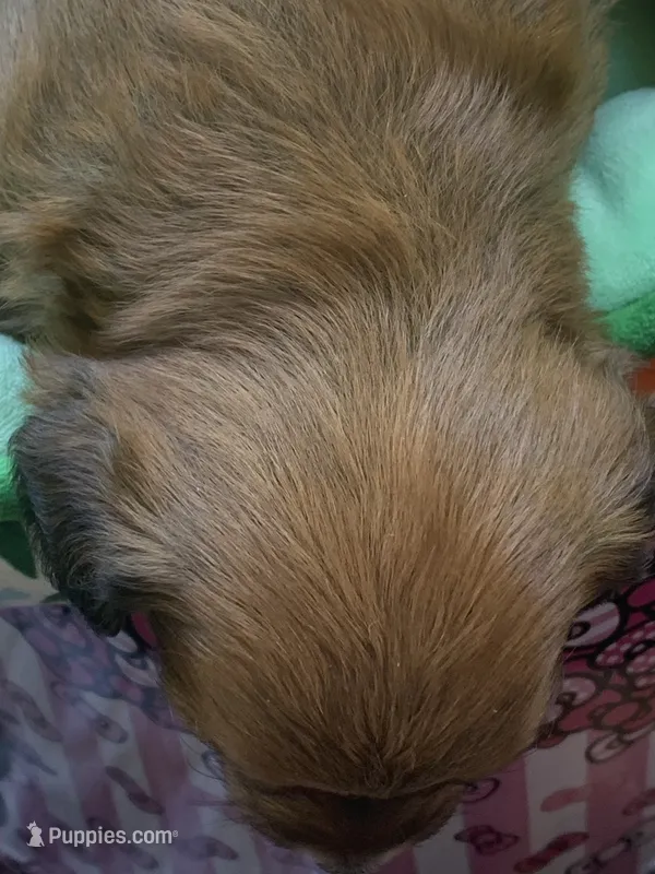 Sister September  – Papillon, Poodle - Toy  puppy for sale in Seattle, WA