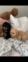 Boyfriend , a male Papillon and Poodle - Toy  for sale in Seattle, WA – 3 of 6