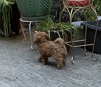 Tuffy , a female Poodle - Toy  for sale in Seattle, WA – 6 of 9