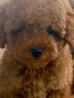 Taffy, a female Poodle - Toy  for sale in Seattle, WA – 4 of 6