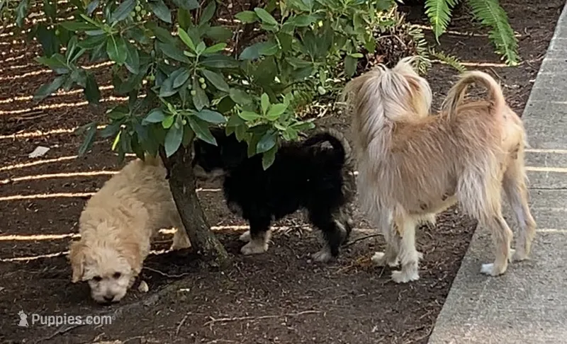 MrTuxedoMan – Papillon, Poodle - Toy  puppy for sale in Seattle, WA