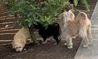 MrTuxedoMan, a male Papillon and Poodle - Toy  for sale in Seattle, WA – 1 of 4