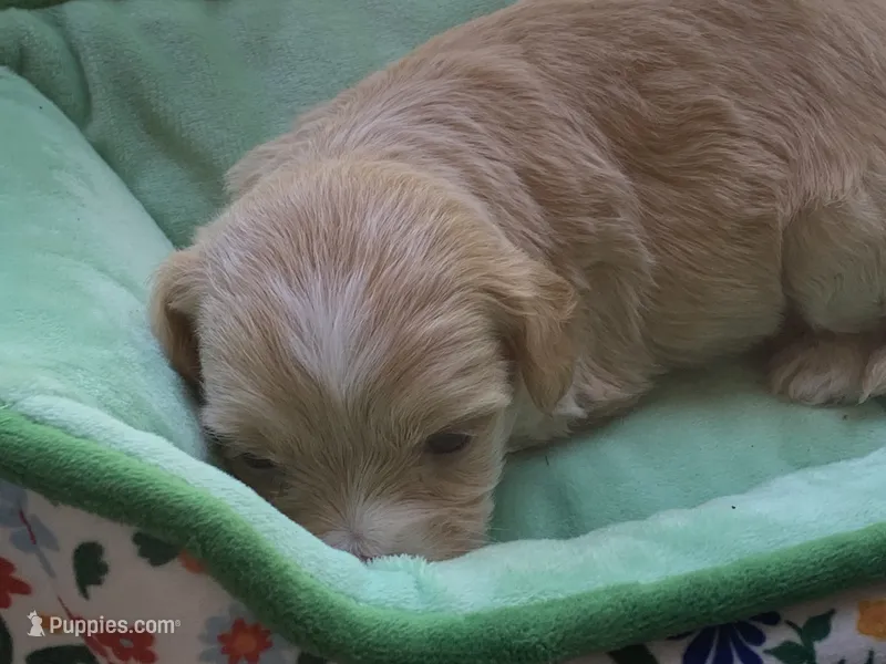 June – Papillon, Poodle - Toy  puppy for sale in Seattle, WA
