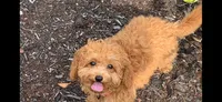 Tuffy , a female Poodle - Toy  for sale in Seattle, WA – 8 of 9