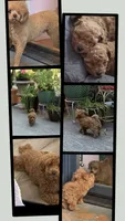Taffy, a female Poodle - Toy  for sale in Seattle, WA – 6 of 6