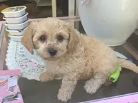 Blondie, a female Papillon and Poodle - Toy  for sale in Seattle, WA – 6 of 6