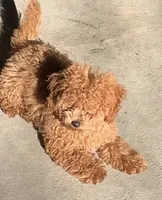 Tuffy , a female Poodle - Toy  for sale in Seattle, WA – 2 of 9