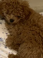 Tuffy , a female Poodle - Toy  for sale in Seattle, WA – 5 of 9