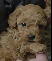Tuffy, a female Poodle - Toy  for sale in Seattle, WA – 6 of 8