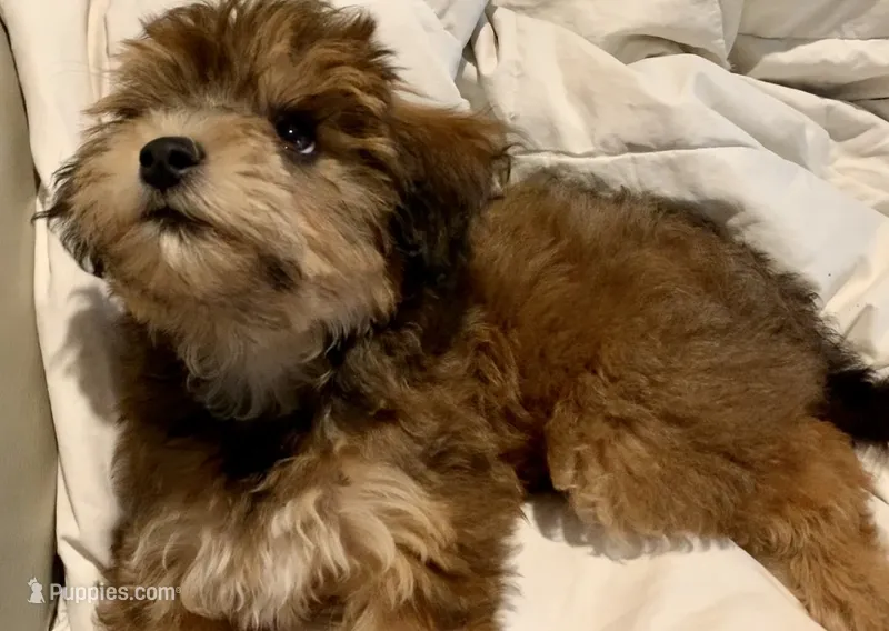 Sister September  – Papillon, Poodle - Toy  puppy for sale in Seattle, WA