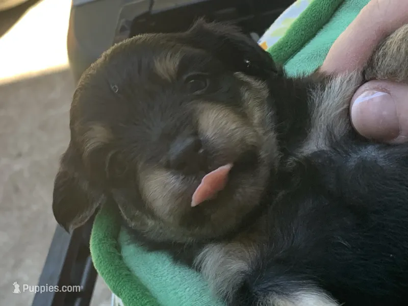 December  – Papillon, Poodle - Toy  puppy for sale in Seattle, WA