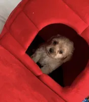 July, a female Poodle - Toy  for sale in Seattle, WA – 2 of 4