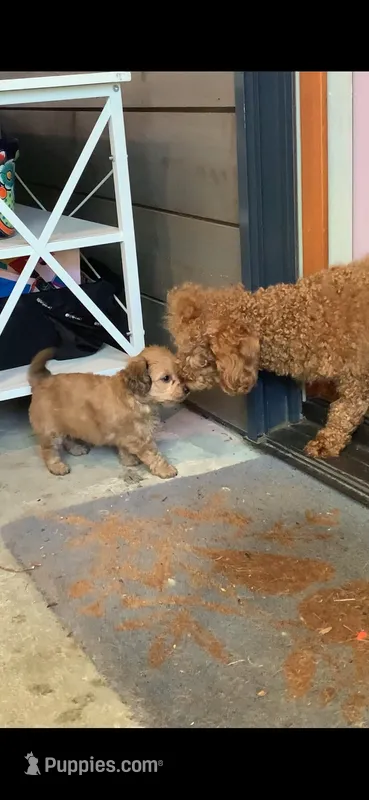 Big Boy – Papillon, Poodle - Toy  puppy for sale in Seattle, WA