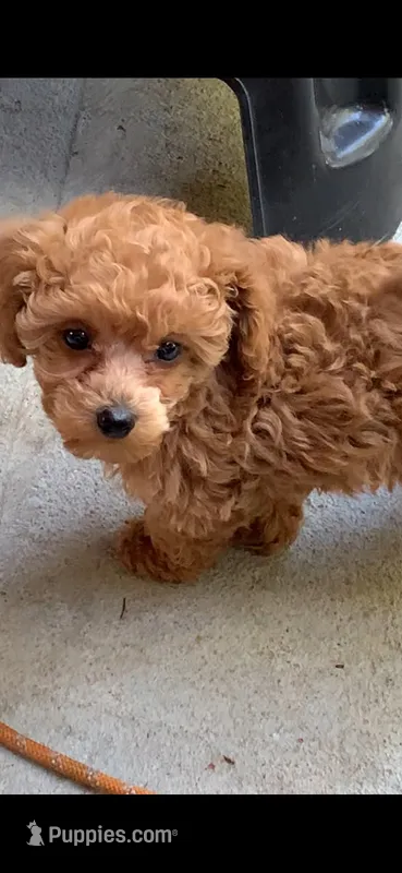 Tuffy  – Poodle - Toy  puppy for sale in Seattle, WA