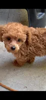 Tuffy , a female Poodle - Toy  for sale in Seattle, WA – 1 of 9
