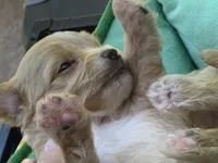 June, a female Papillon and Poodle - Toy  for sale in Seattle, WA – 4 of 7
