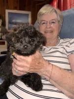 Big Boy, a male Papillon and Poodle - Toy  for sale in Seattle, WA – 3 of 3