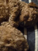 Tuffy, a female Poodle - Toy  for sale in Seattle, WA – 7 of 8
