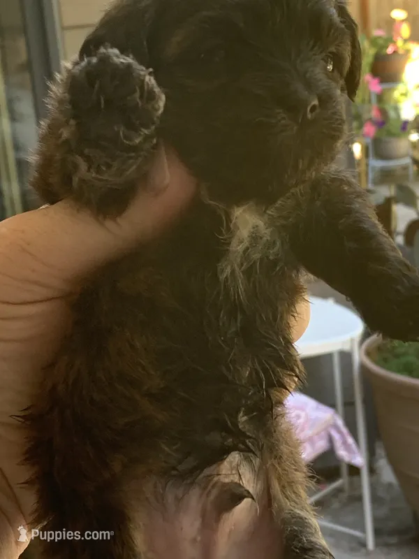 Daisy  – Papillon, Poodle - Toy  puppy for sale in Seattle, WA