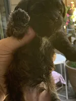 Daisy , a female Papillon and Poodle - Toy  for sale in Seattle, WA – 1 of 1