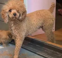 Tucker, a male Poodle - Toy  for sale in Seattle, WA – 1 of 2