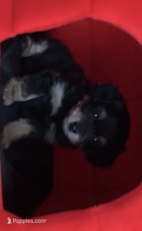 Boyfriend  – Papillon, Poodle - Toy  puppy for sale in Seattle, WA