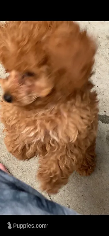 Tuffy – Poodle - Toy  puppy for sale in Seattle, WA
